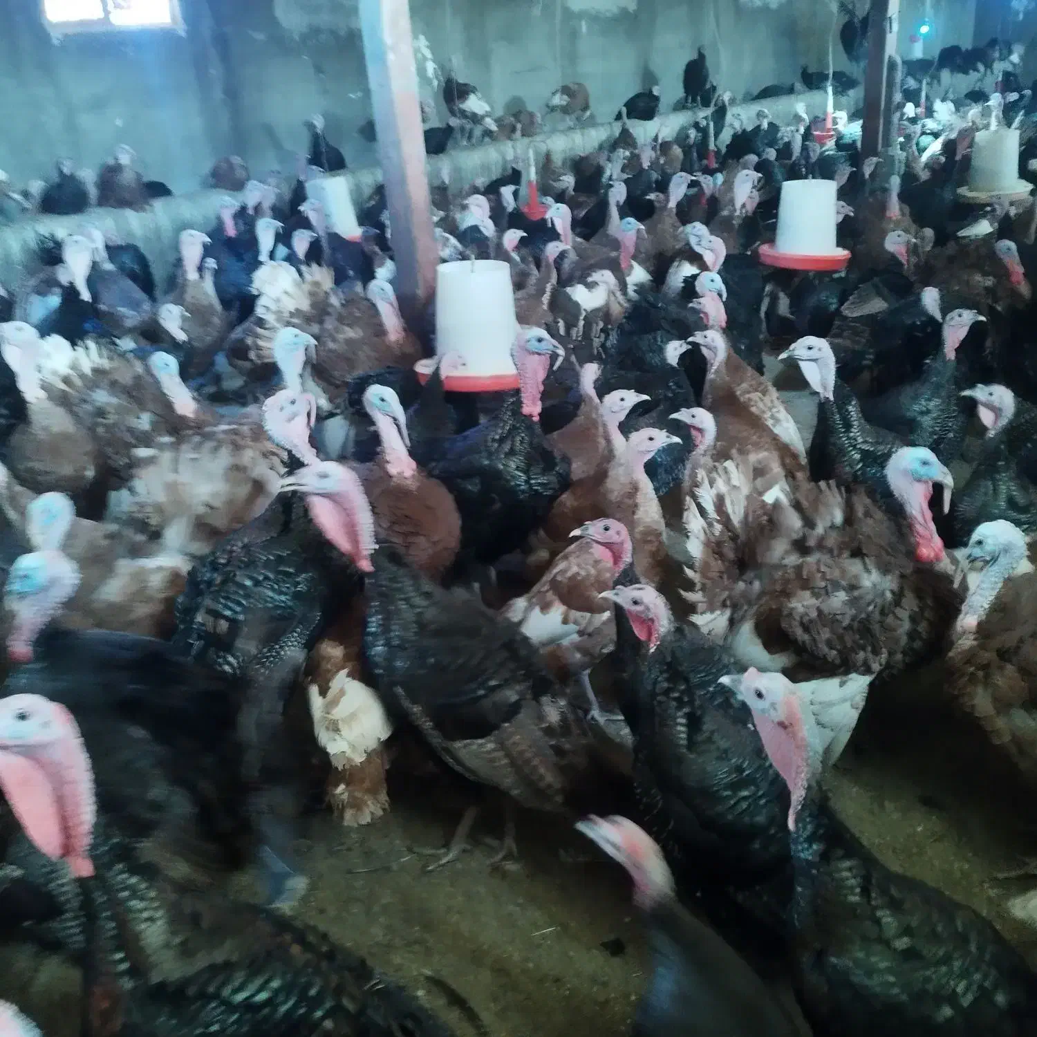 تازه به تخم امده بوقلمون|پرنده|تهران, سنگلج (شاپور)|دیوار