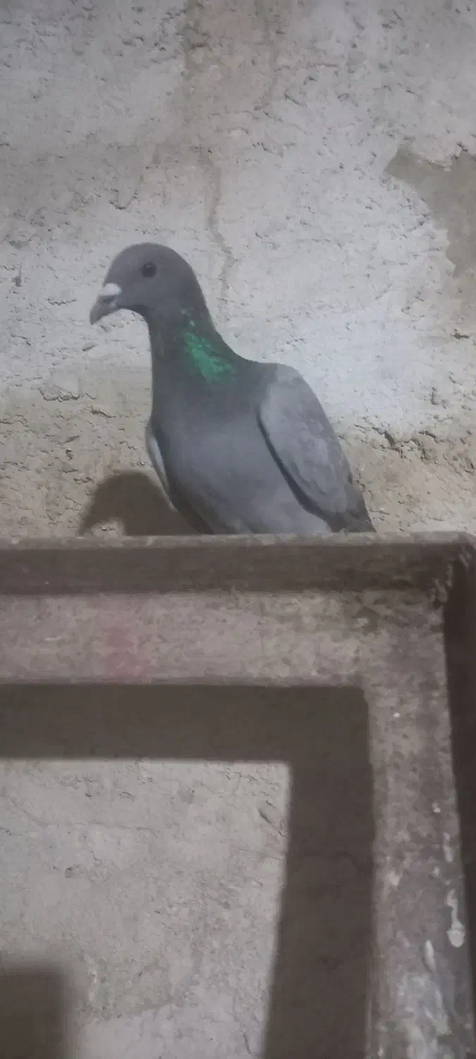 پلاکی جوان|پرنده|کوه چنار, |دیوار