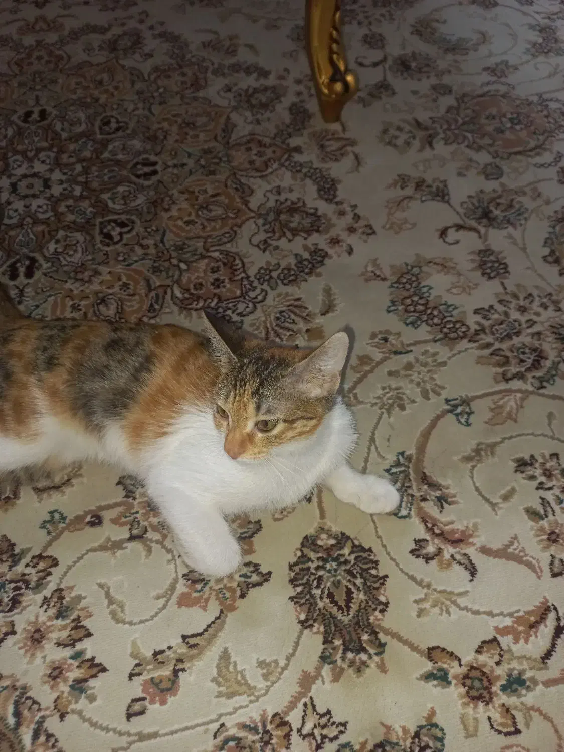 واگذاری گربه|گربه|رودهن, |دیوار