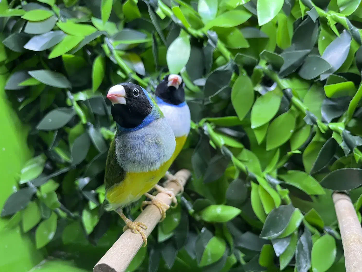 فنچ گلدین نر|پرنده|شیراز, زند|دیوار