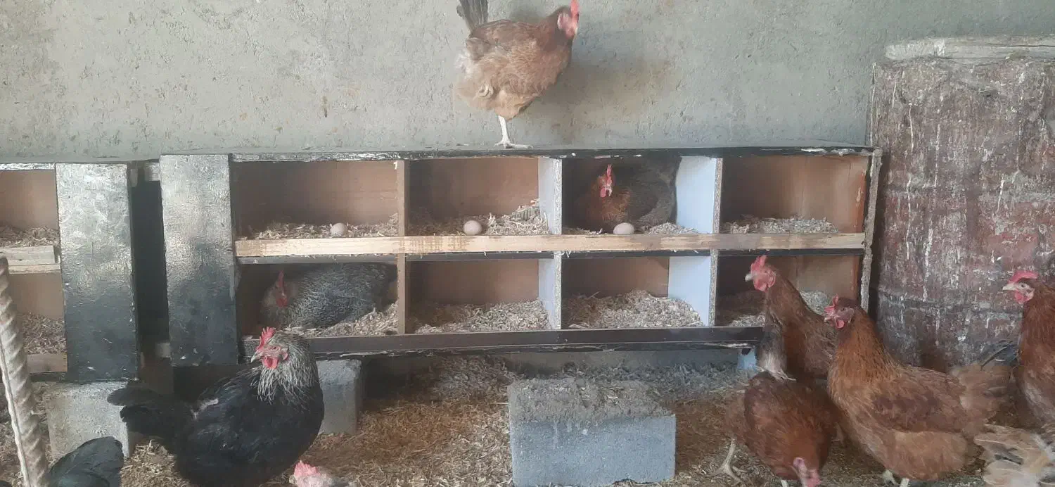 تخم مرغ محلی|حیوانات مزرعه|شیروان (خراسان), |دیوار