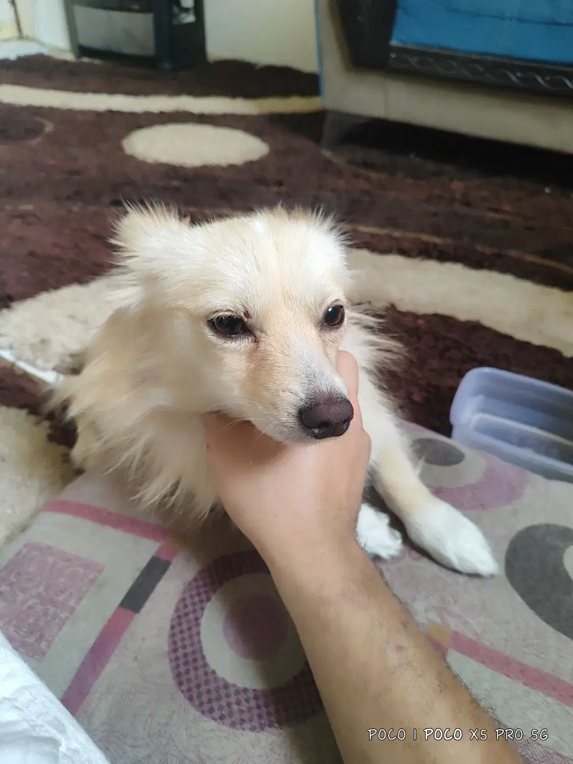 سگ پامر روباهی فروشی|سگ|الوند, |دیوار