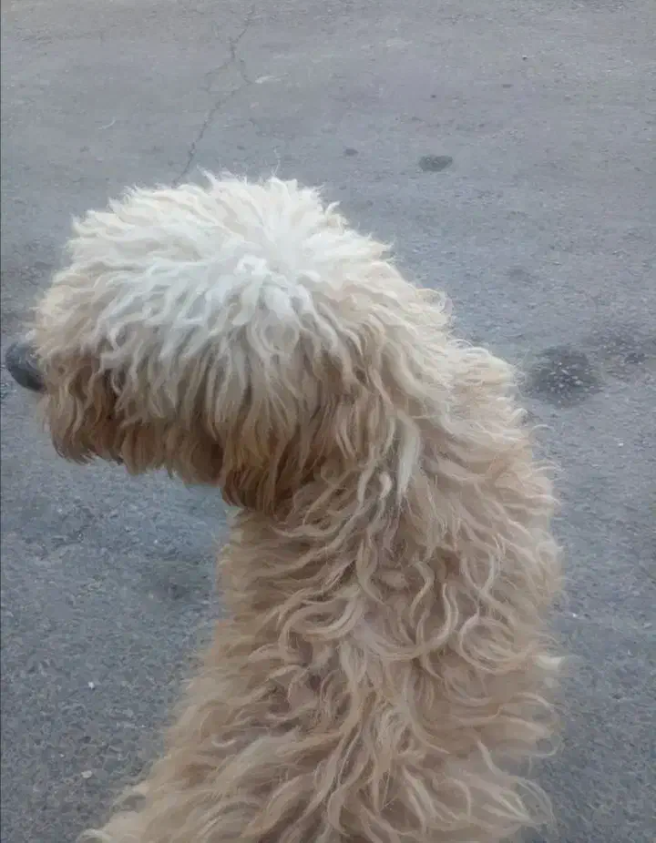 گمشده|سگ|رفسنجان, |دیوار