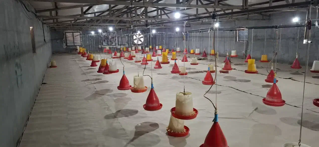 مرغداری|فروش دفتر صنعتی، کشاورزی، تجاری|سلامی, |دیوار