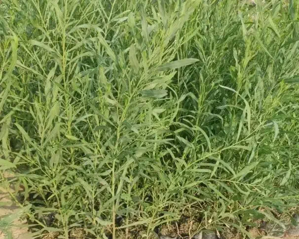 درخت آکاسیا یا بیدسیاه مهندس ذبیحی|گل و گیاه طبیعی|پاکدشت, پاکدشت (مامازند)|دیوار