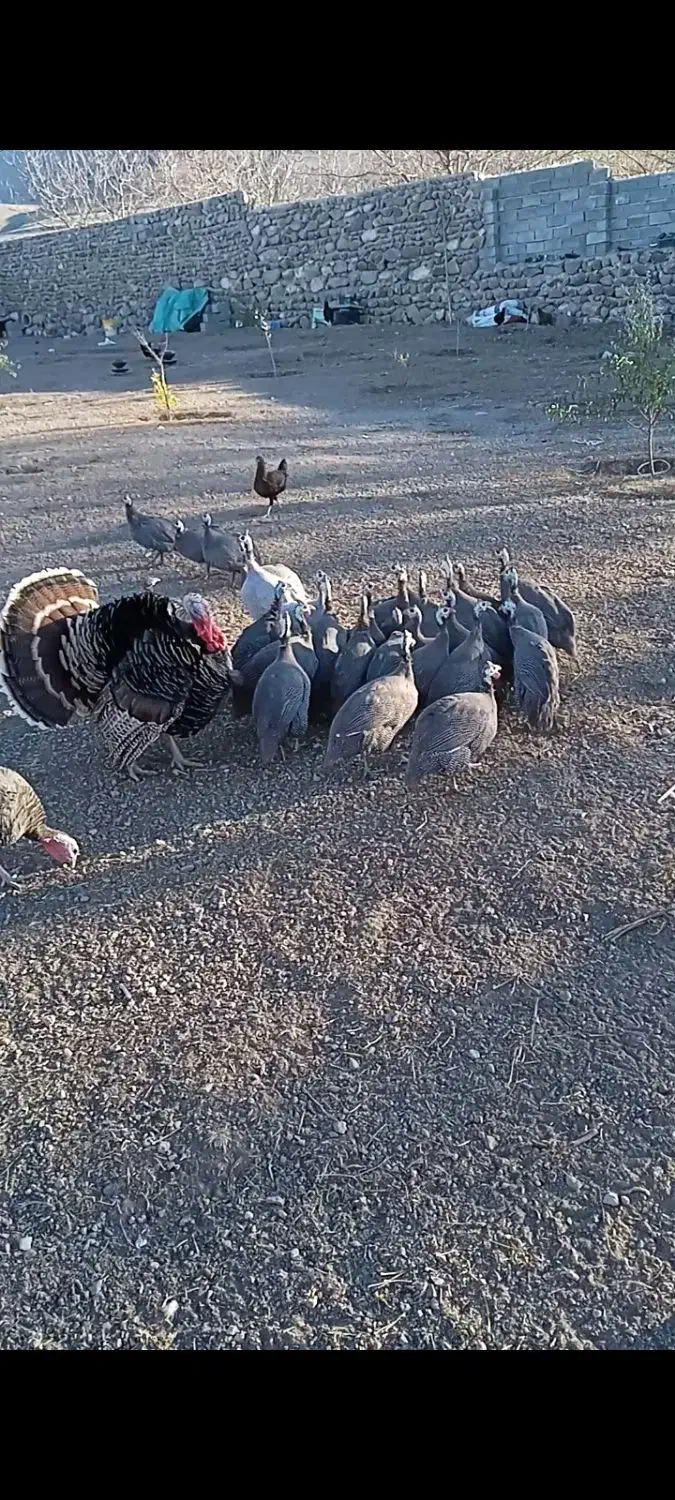 فروش مرغ مصری یا سه سار فقط با تماس|حیوانات مزرعه|مشگین شهر, |دیوار
