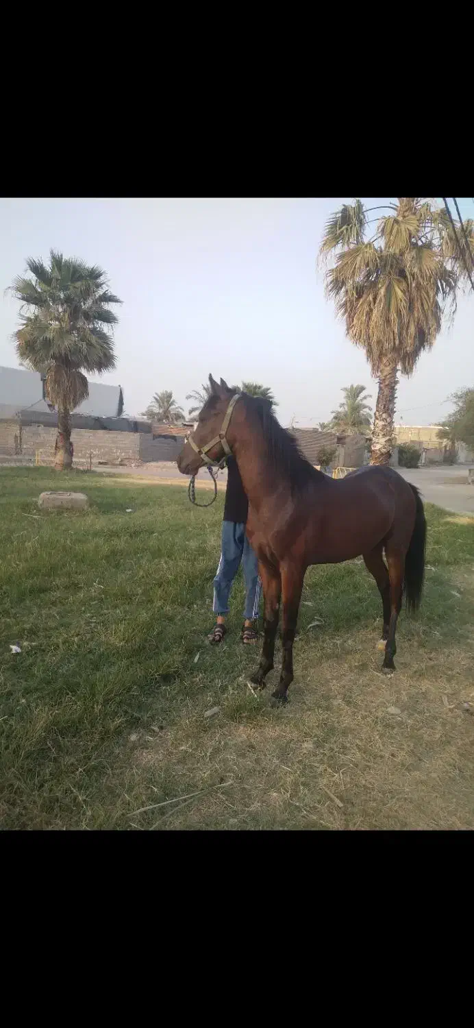 نریان خالص ایرانی|اسب و تجهیزات اسب‌سواری|شوشتر, |دیوار