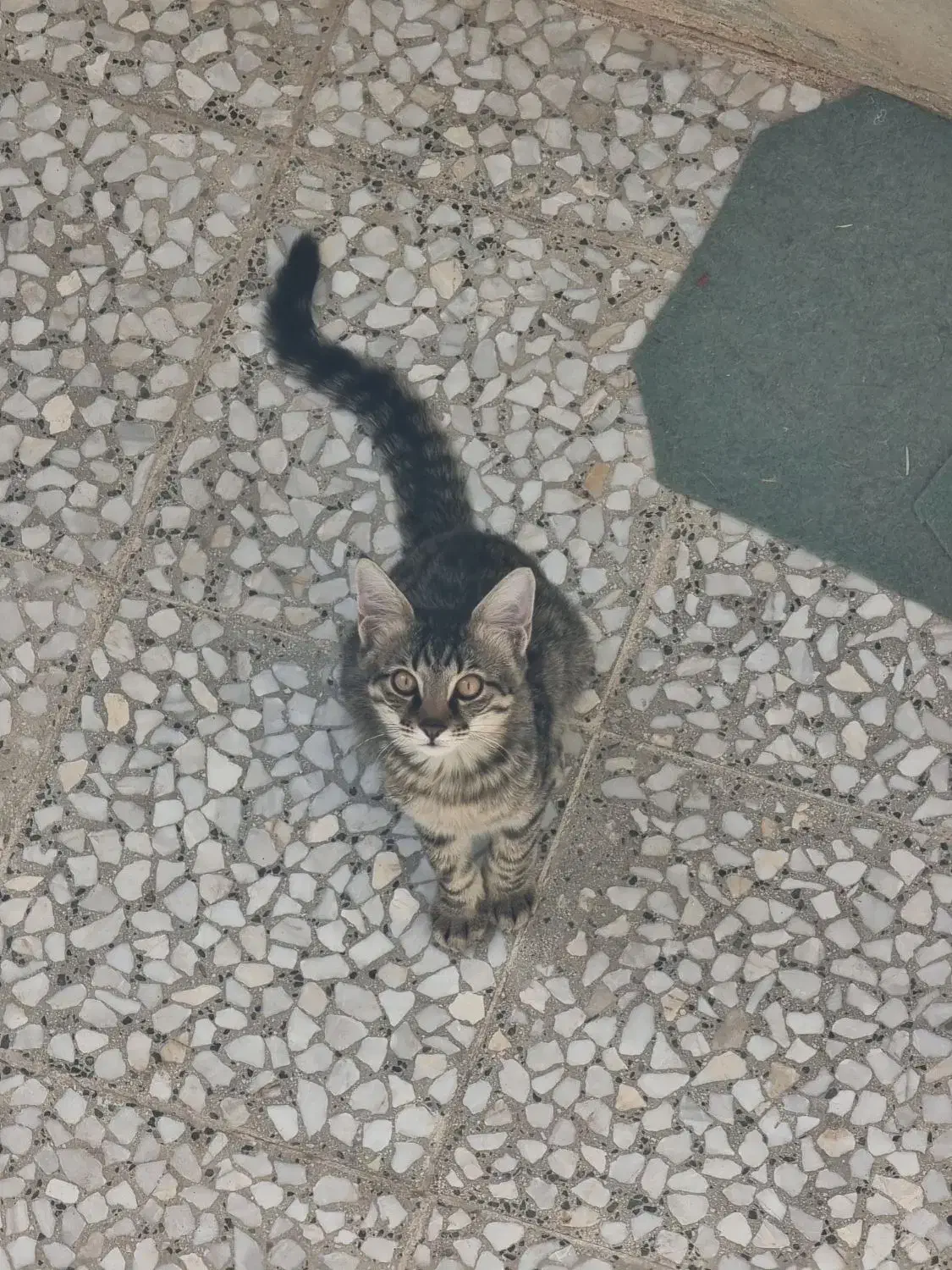 واگذاری ۴ گربه dsh (توضیحات خوانده شود)|گربه|قم, وادی السلام|دیوار