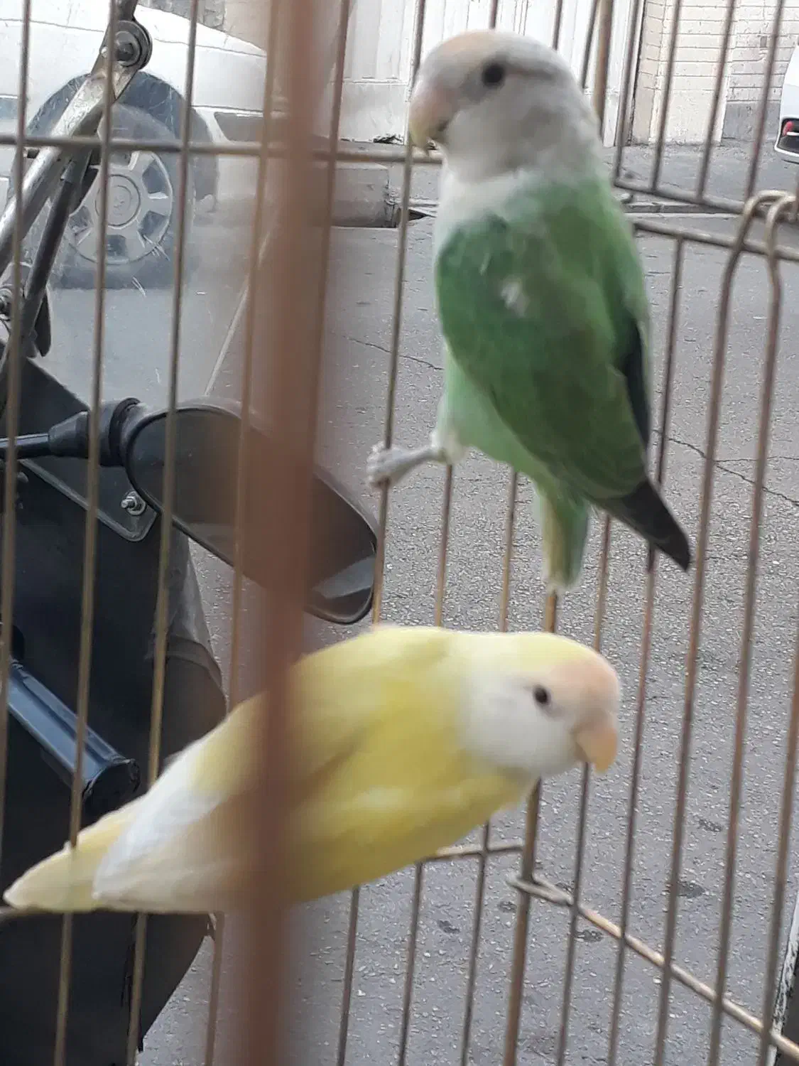 طوطی برزیلی کوتله|پرنده|ری, شهادت|دیوار