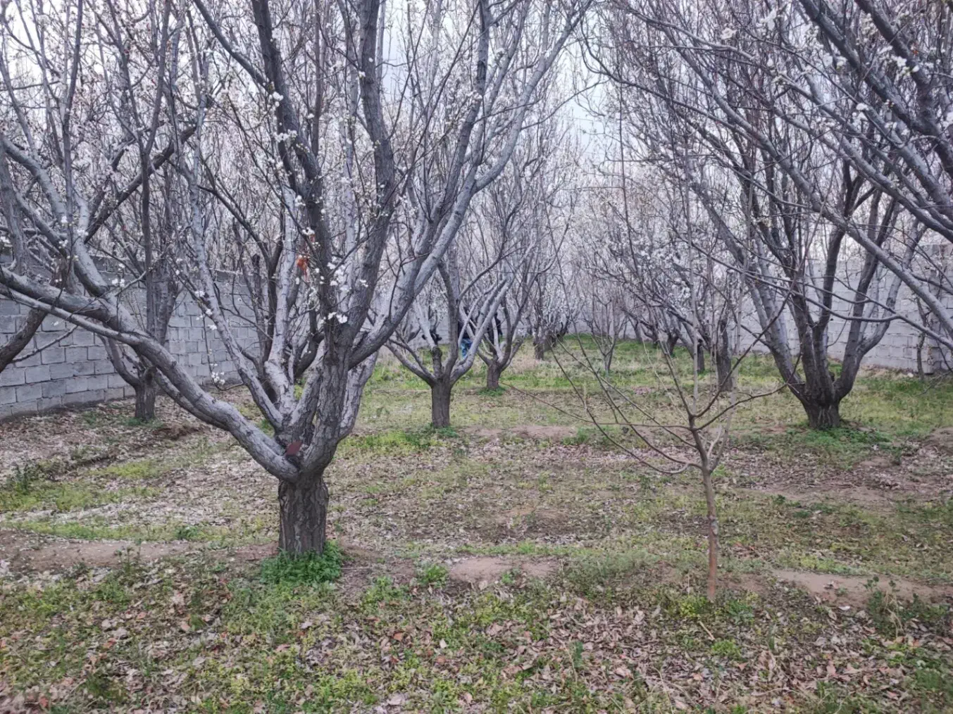 باغ|فروش زمین و ملک کلنگی|خسروشاه, |دیوار