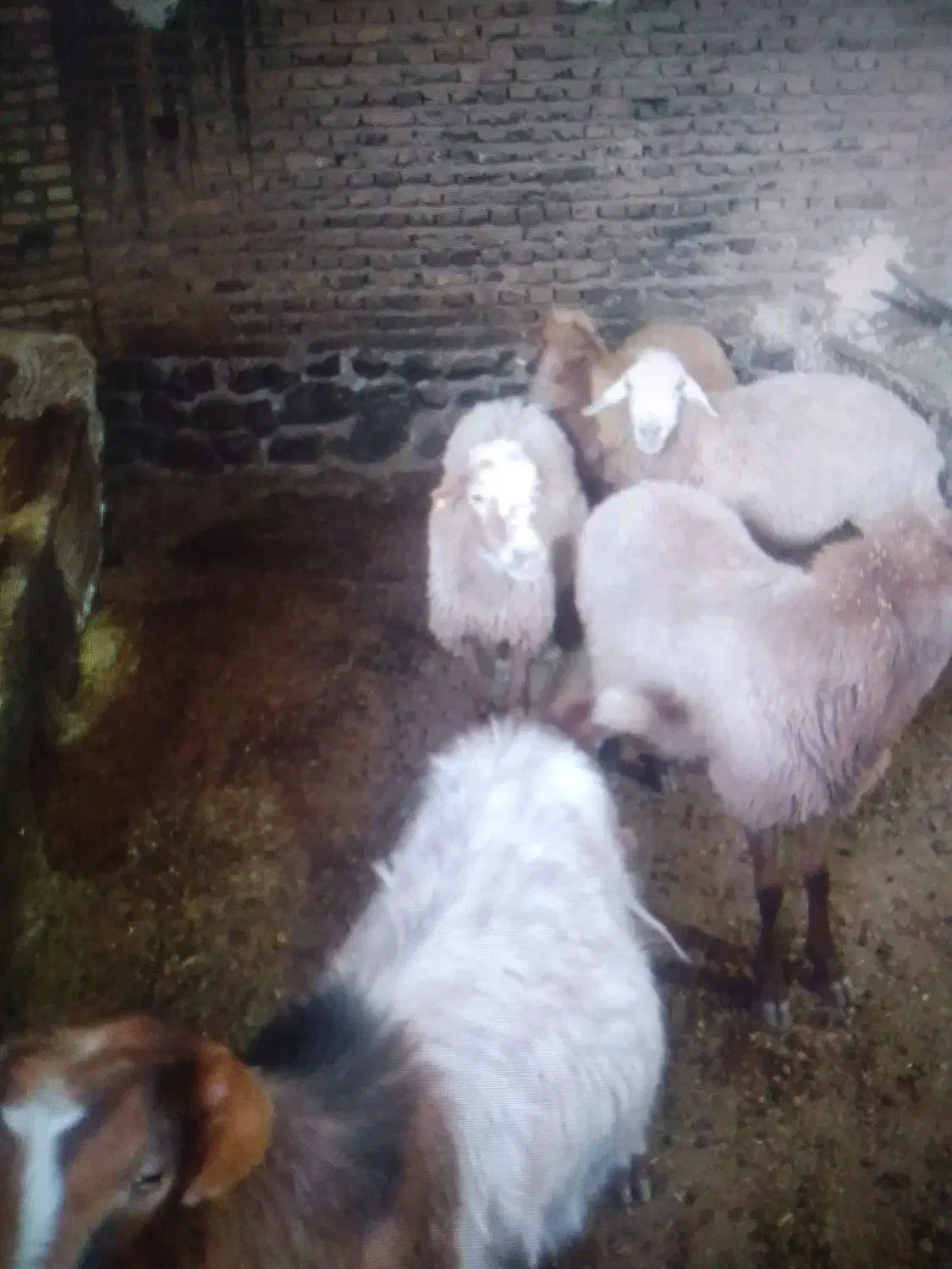 ۴راس گوسفند و۱راس بز|حیوانات مزرعه|باسمنج, |دیوار