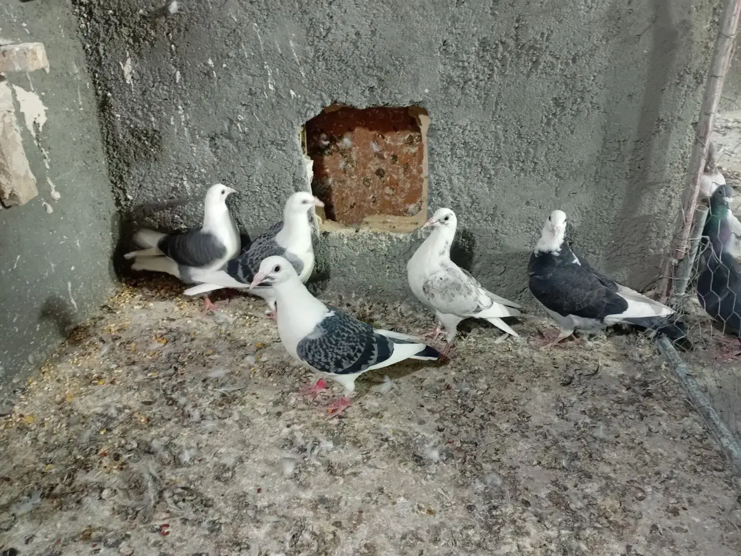 کبوتر جوجه کویتی|پرنده|تربت‌حیدریه, ترمینال|دیوار