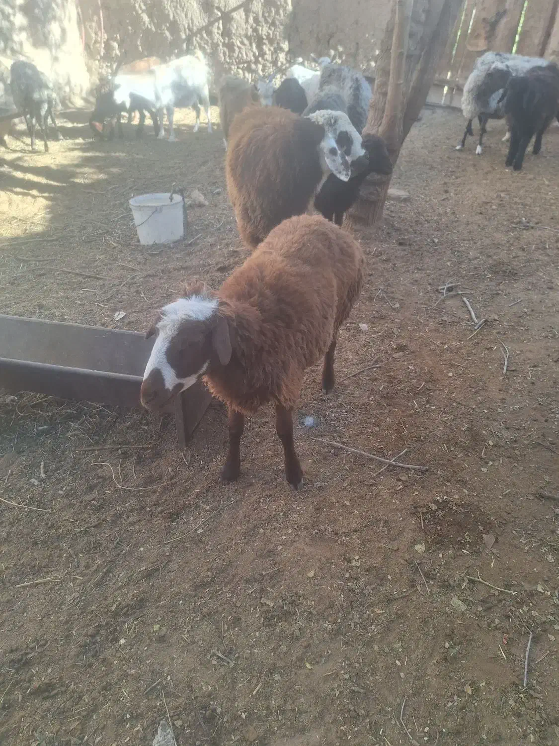 فروش بره نر وماده|حیوانات مزرعه|شاهرود, |دیوار