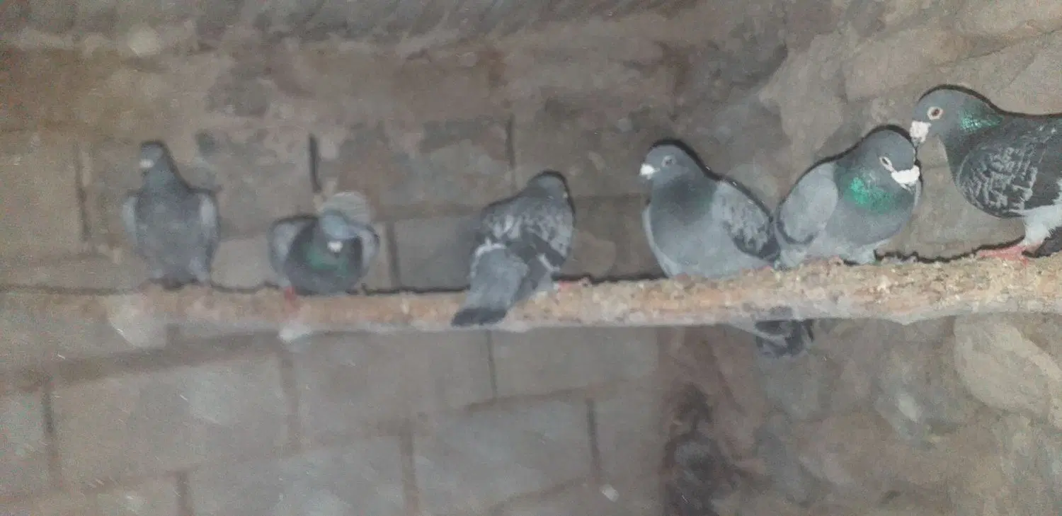 مسافتی|پرنده|تیکمه داش, |دیوار