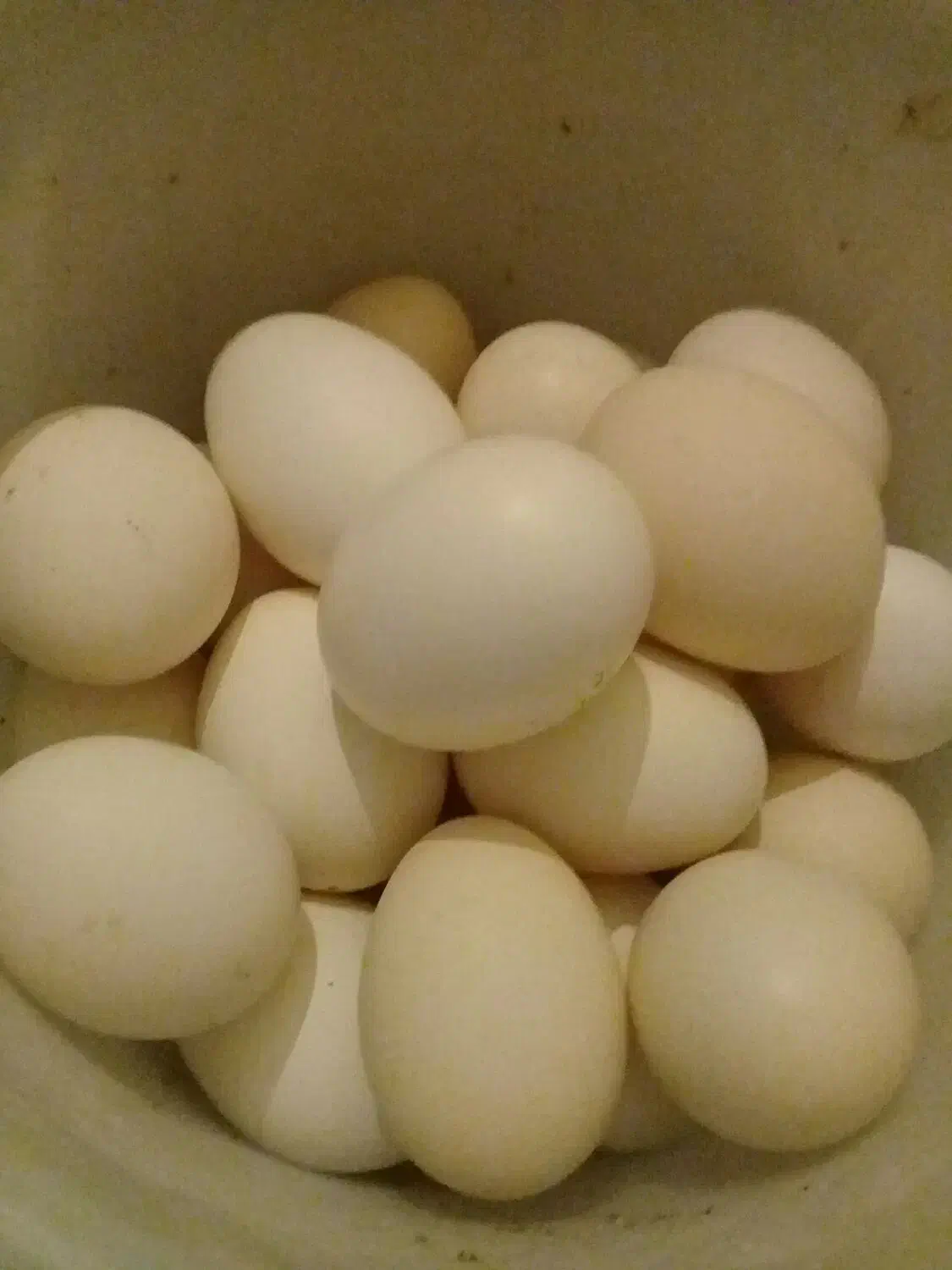 تخم مرغ بومی تازه محلی|خوردنی و آشامیدنی|فرخشهر, |دیوار