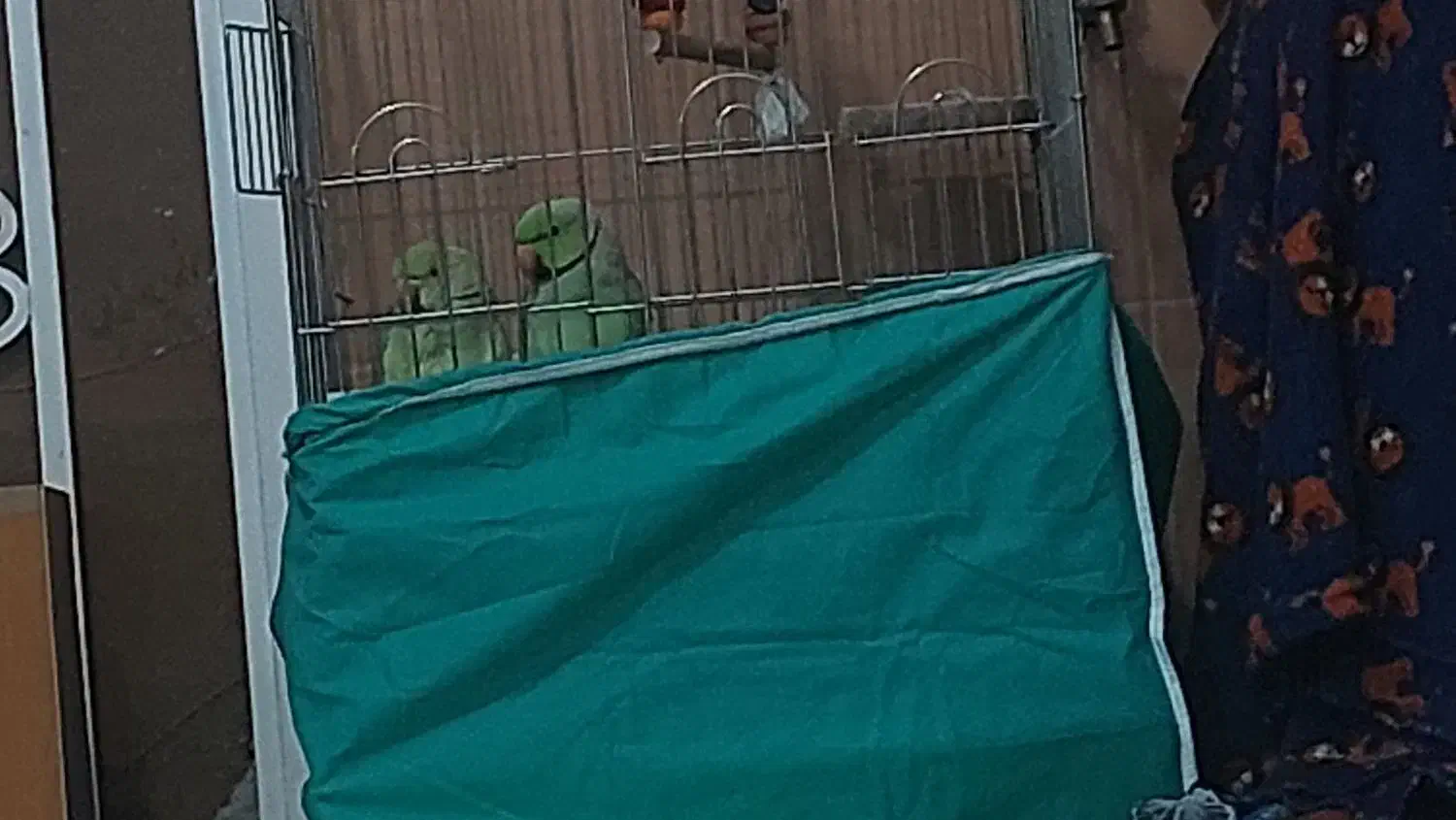 یه جفت طوطی ملنگو سبز|پرنده|شیراز, گلشن|دیوار