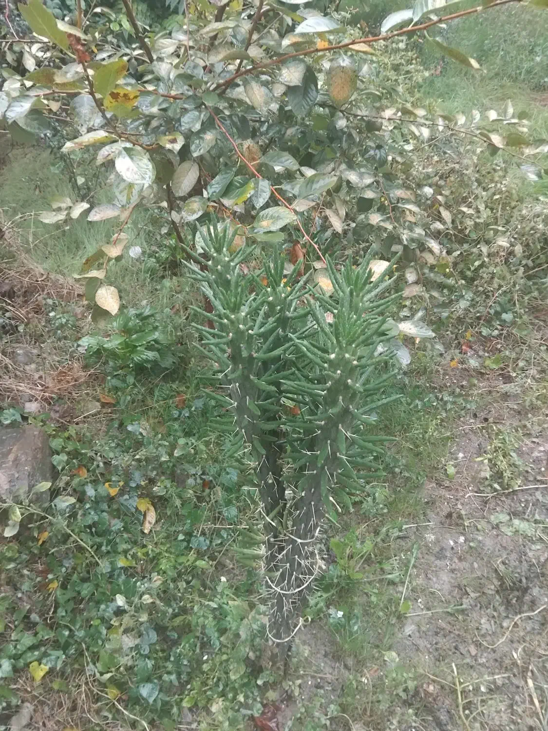 گل کاکتوس|گل و گیاه طبیعی|کردکوی, |دیوار