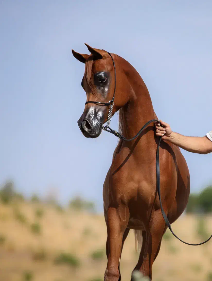 اموزش سوارکاری و پانسیون اسب|اسب و تجهیزات اسبسواری|تهران, چیتگر جنوبی|دیوار