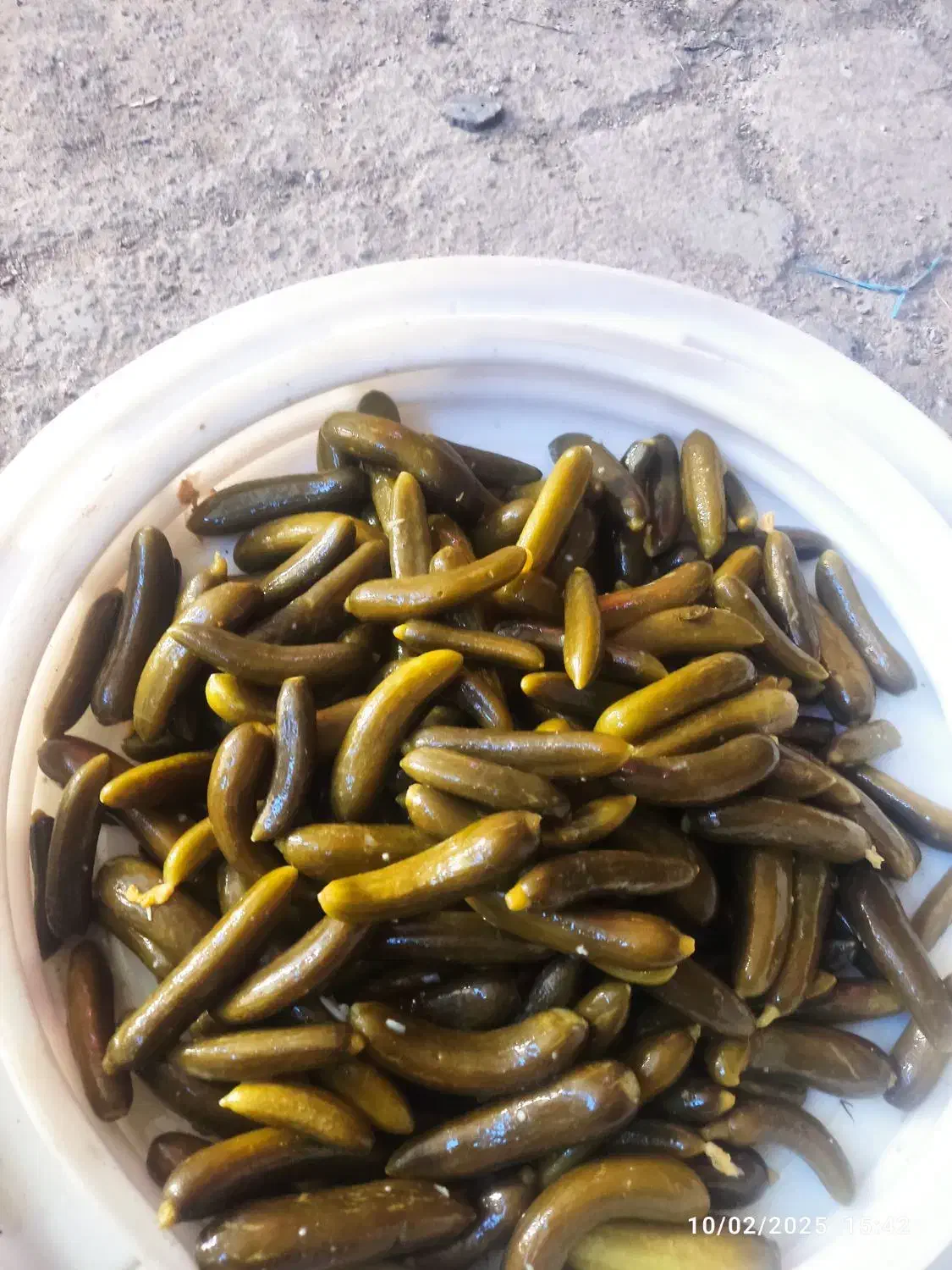 بخش خیار شور خوش طعم وباکیفعت|خوردنی و آشامیدنی|محمدشهر, جعفرآباد|دیوار