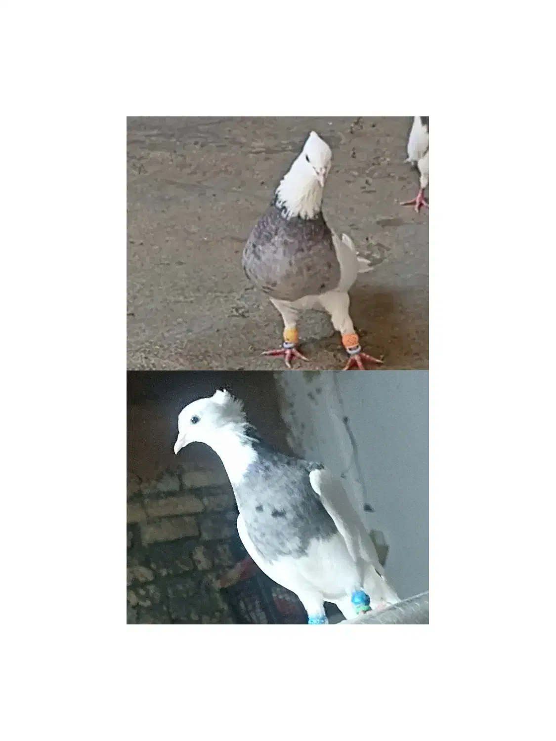 کبوتر طوقی|پرنده|سنقر, |دیوار