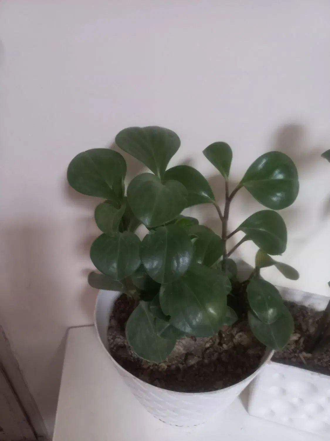 گل طبیعی|گل و گیاه طبیعی|زنجان, |دیوار