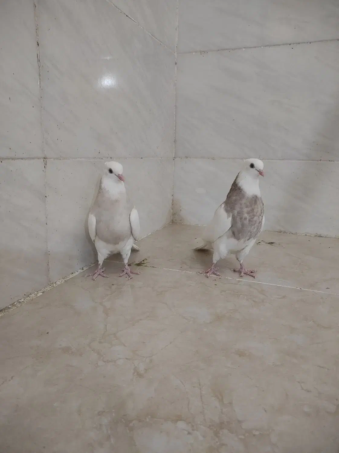 جوجه طوق شکلاتی|پرنده|شوشتر, |دیوار