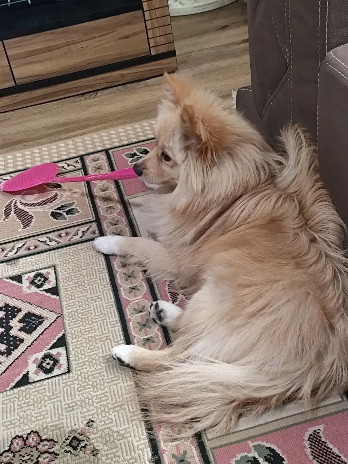 سگ پامر روباهی 1 ساله|سگ|شاهینشهر, مسکن مهر|دیوار