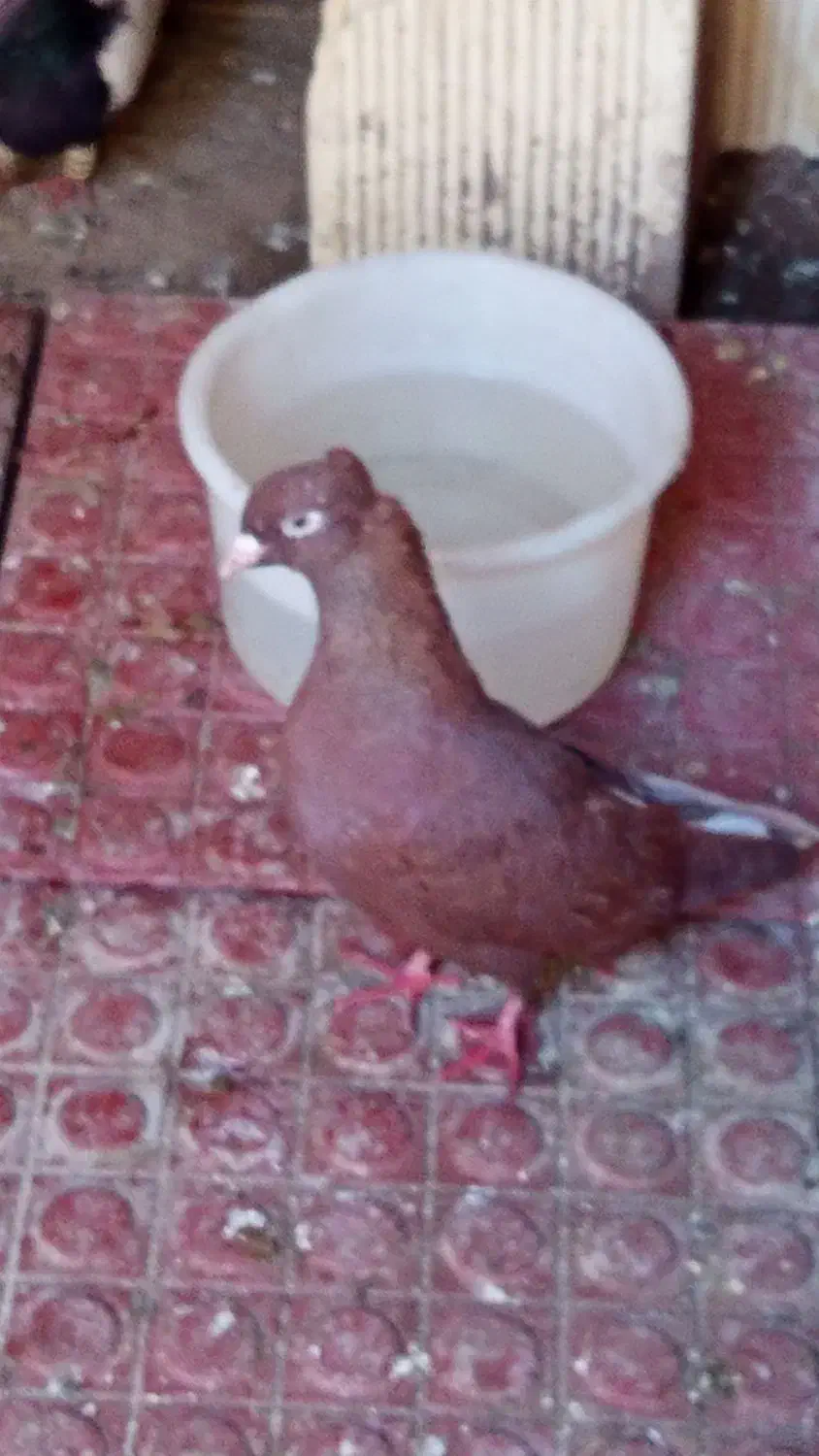 کبوتر|پرنده|اهواز, کمپلو شمالی|دیوار