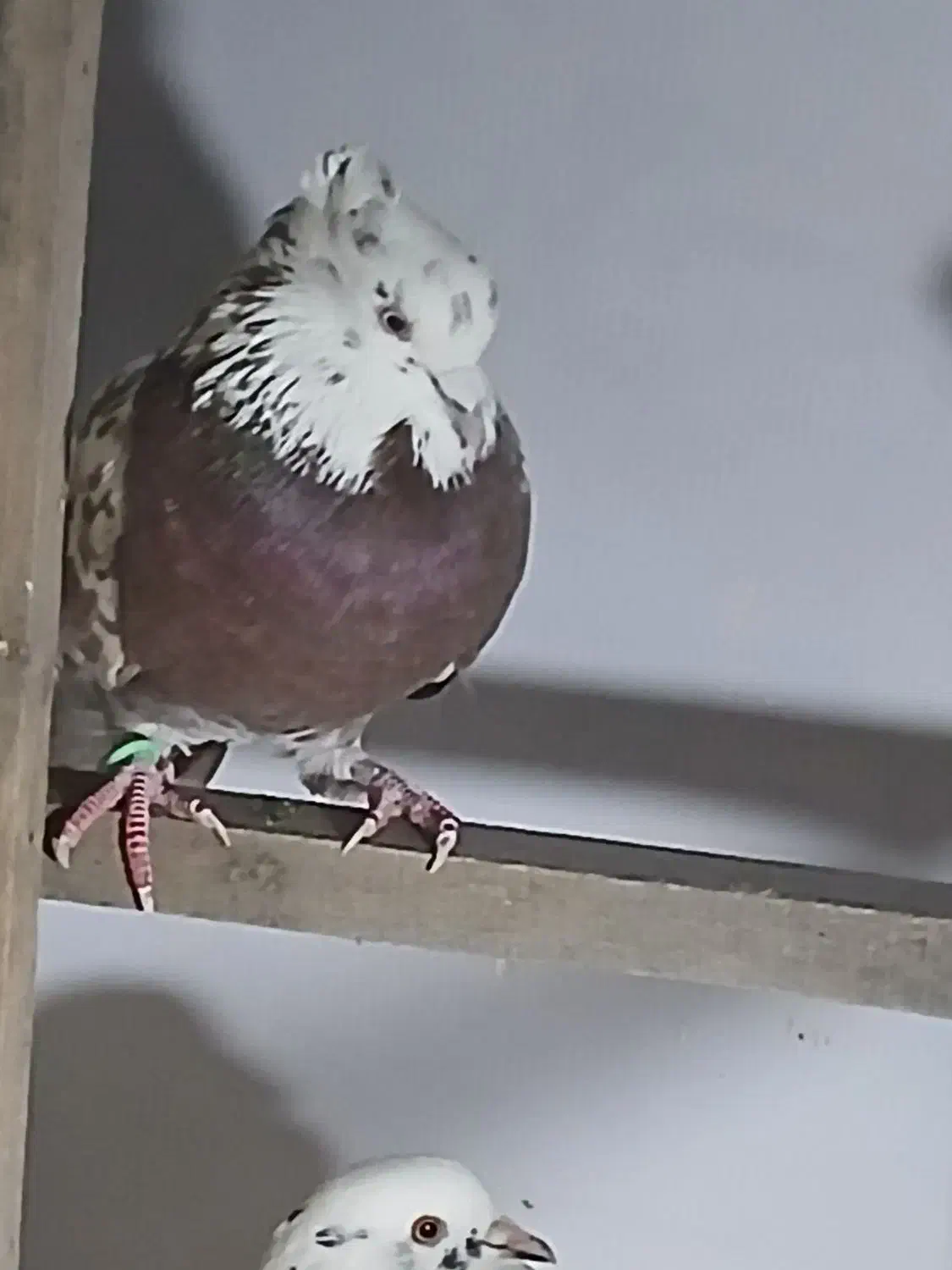 کبوتر نر|پرنده|شفت, |دیوار