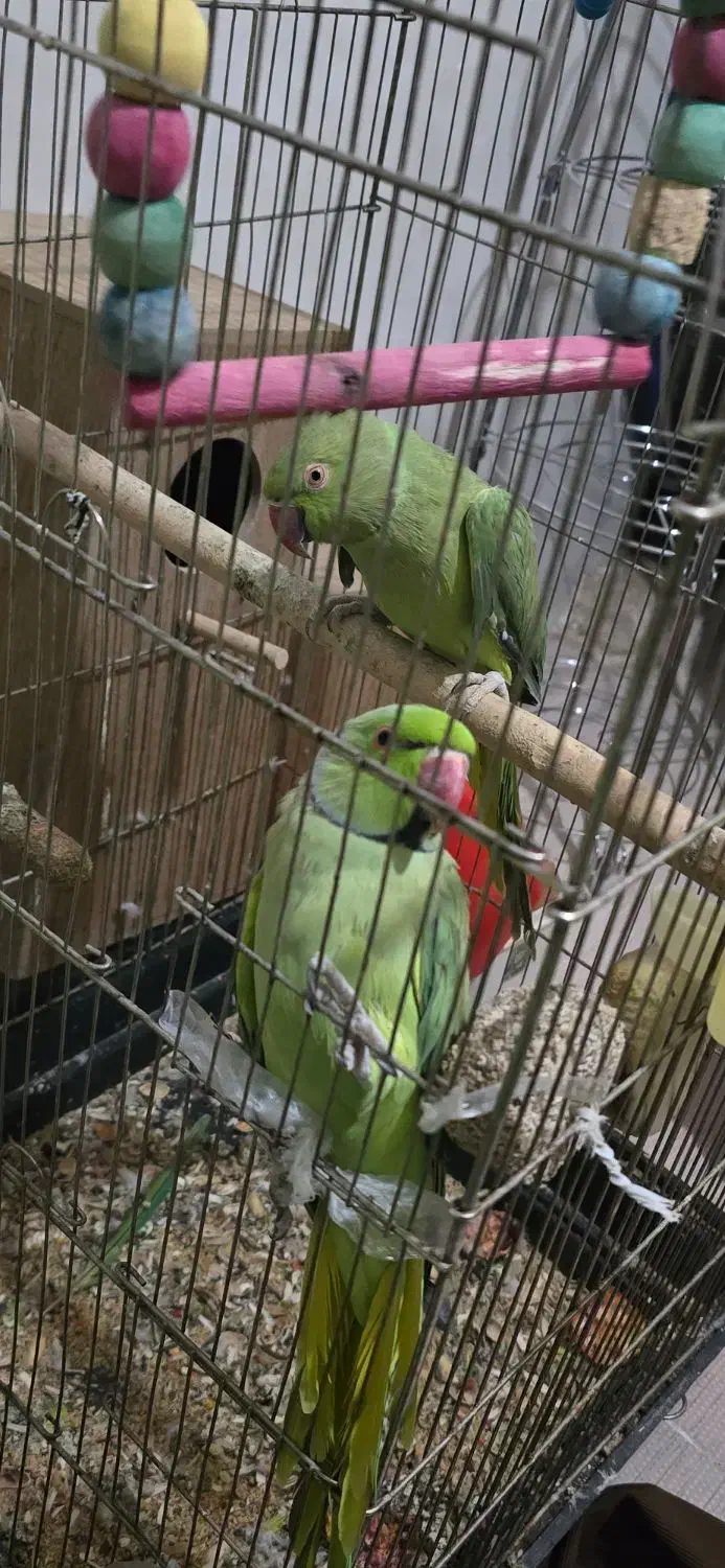 ملنگو|پرنده|تهران, یوسفآباد|دیوار