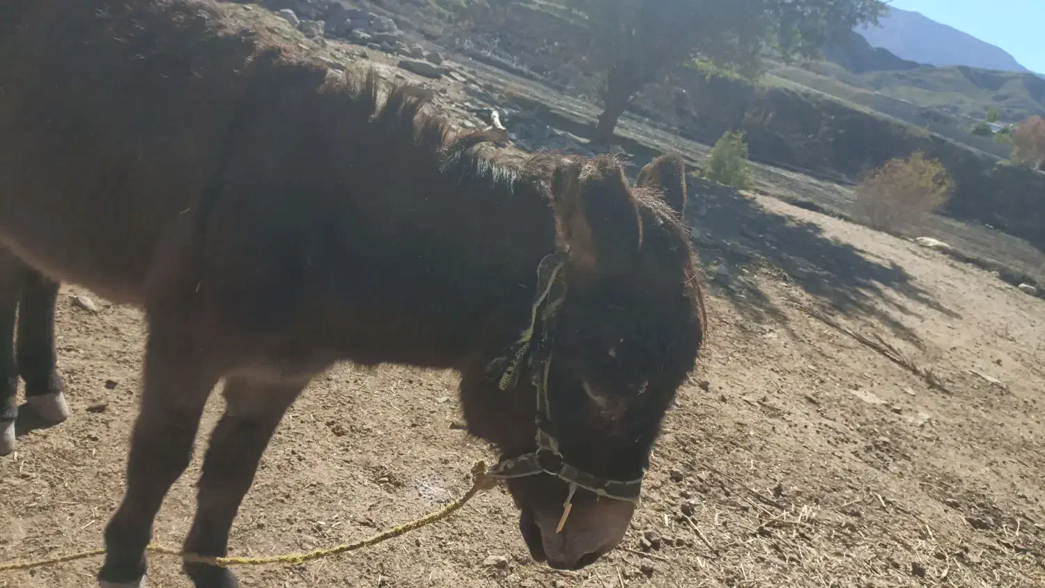 خر عالی|حیوانات مزرعه|دهدشت, |دیوار