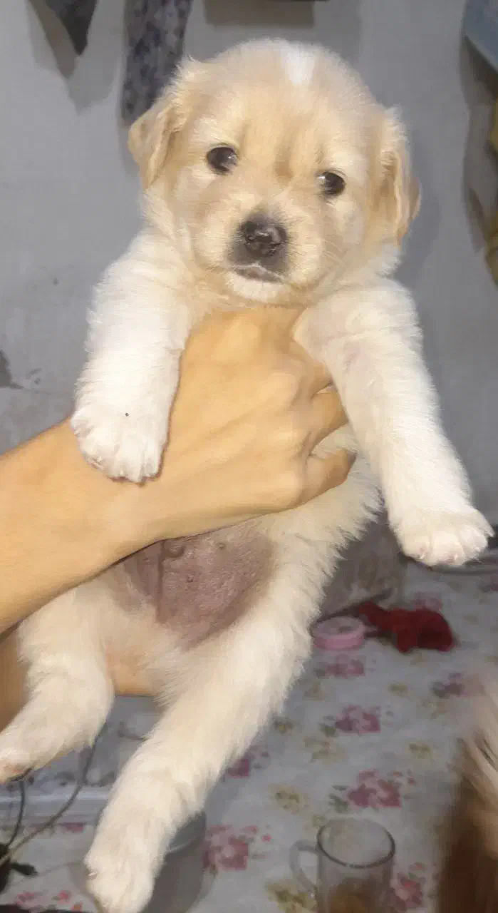 اشپیتز پامر|سگ|قدس, شهرقدس|دیوار