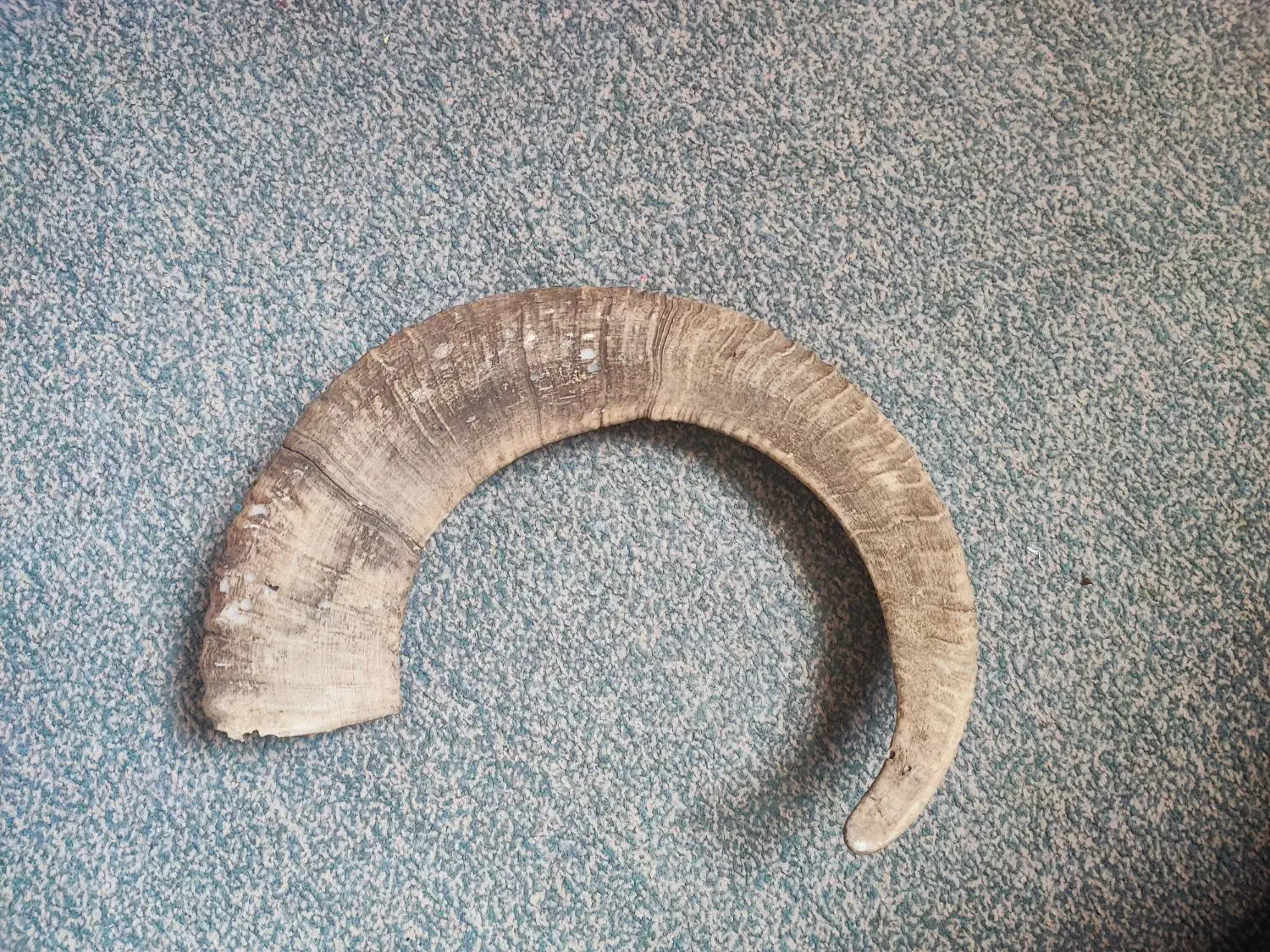 شاخ قوچ کوهی|کلکسیون اشیاء عتیقه|تهران, امام حسین|دیوار