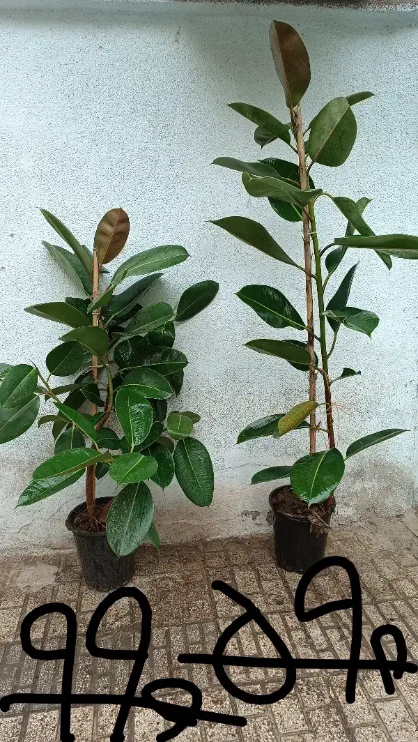 همایش ویژه سانسوریا ویوکا|گردهمایی و همایش|مشهد, حیدرآباد|دیوار