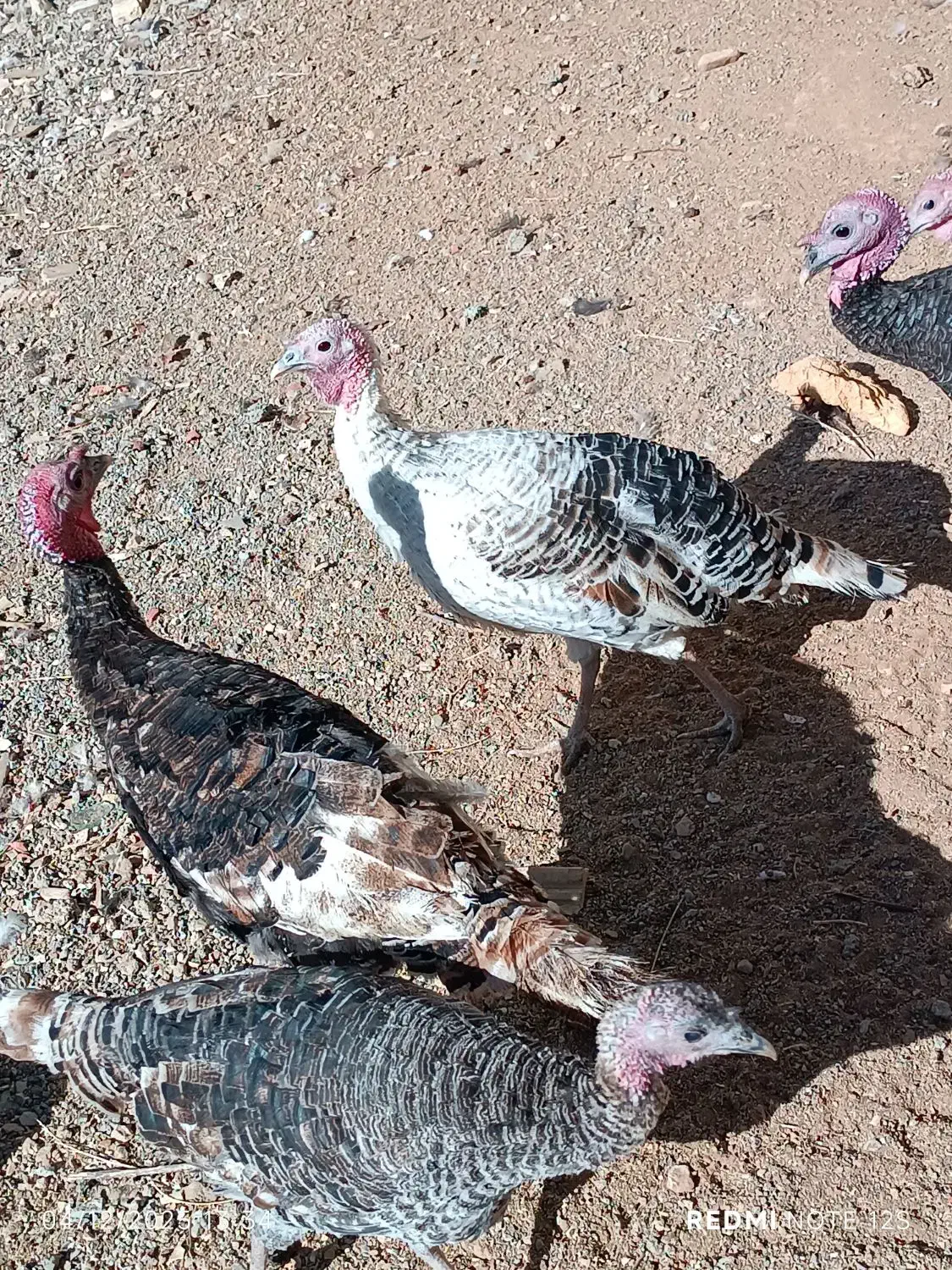 بوقلمون محلی واکسن زده وتمیز وسرحال|حیوانات مزرعه|یاسوج, |دیوار