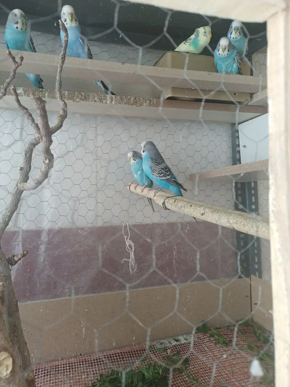 مرغ عشق باقفس فروش ومعاوظه با جوجه مرغ|پرنده|یزد, |دیوار