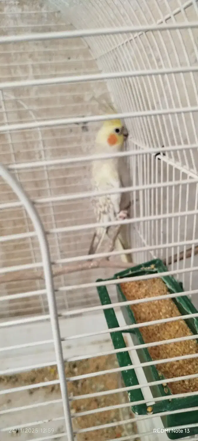 عروس هلندی|پرنده|یزد, |دیوار