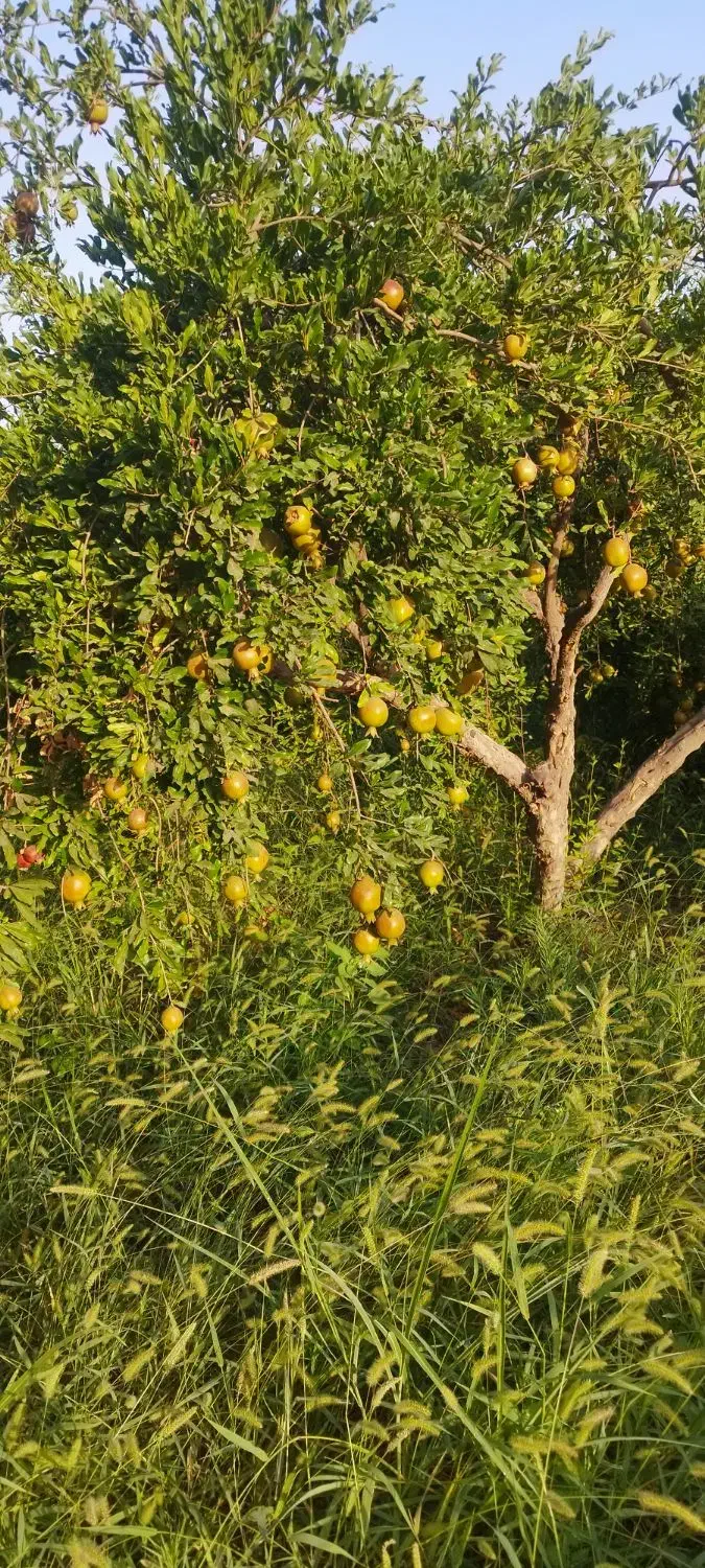 فروش باغ|فروش دفتر صنعتی، کشاورزی، تجاری|کازرون, |دیوار