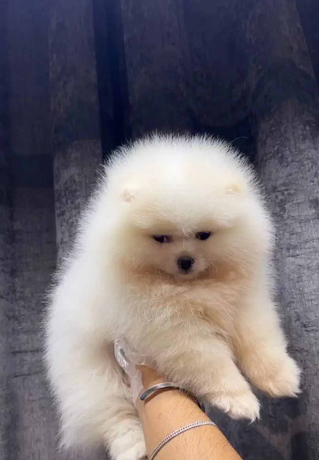 سگ پامر نر خرسی وارداتی میکروچیپ دار|سگ|تهران, پاسداران|دیوار