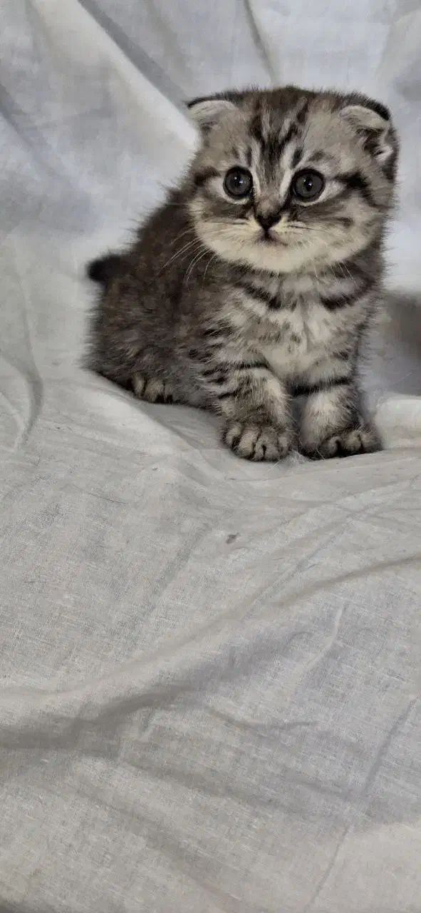 بچه گربه اسکاتیش|گربه|شهریار, شهریار|دیوار