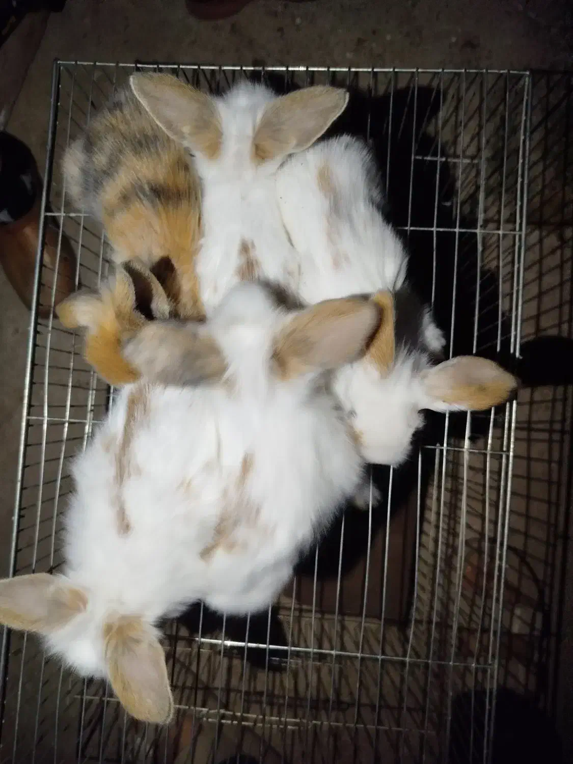 خرگوش لوپ|موش و خرگوش|هشتگرد, اردهه|دیوار