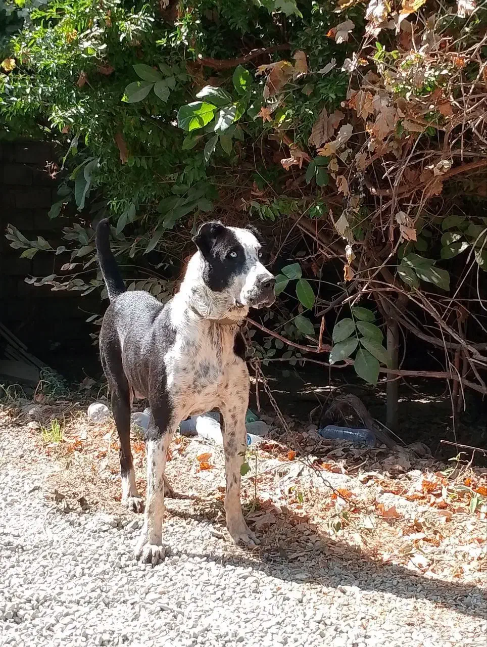 سگ آلابای سرابی عراقی|سگ|وحیدیه, |دیوار