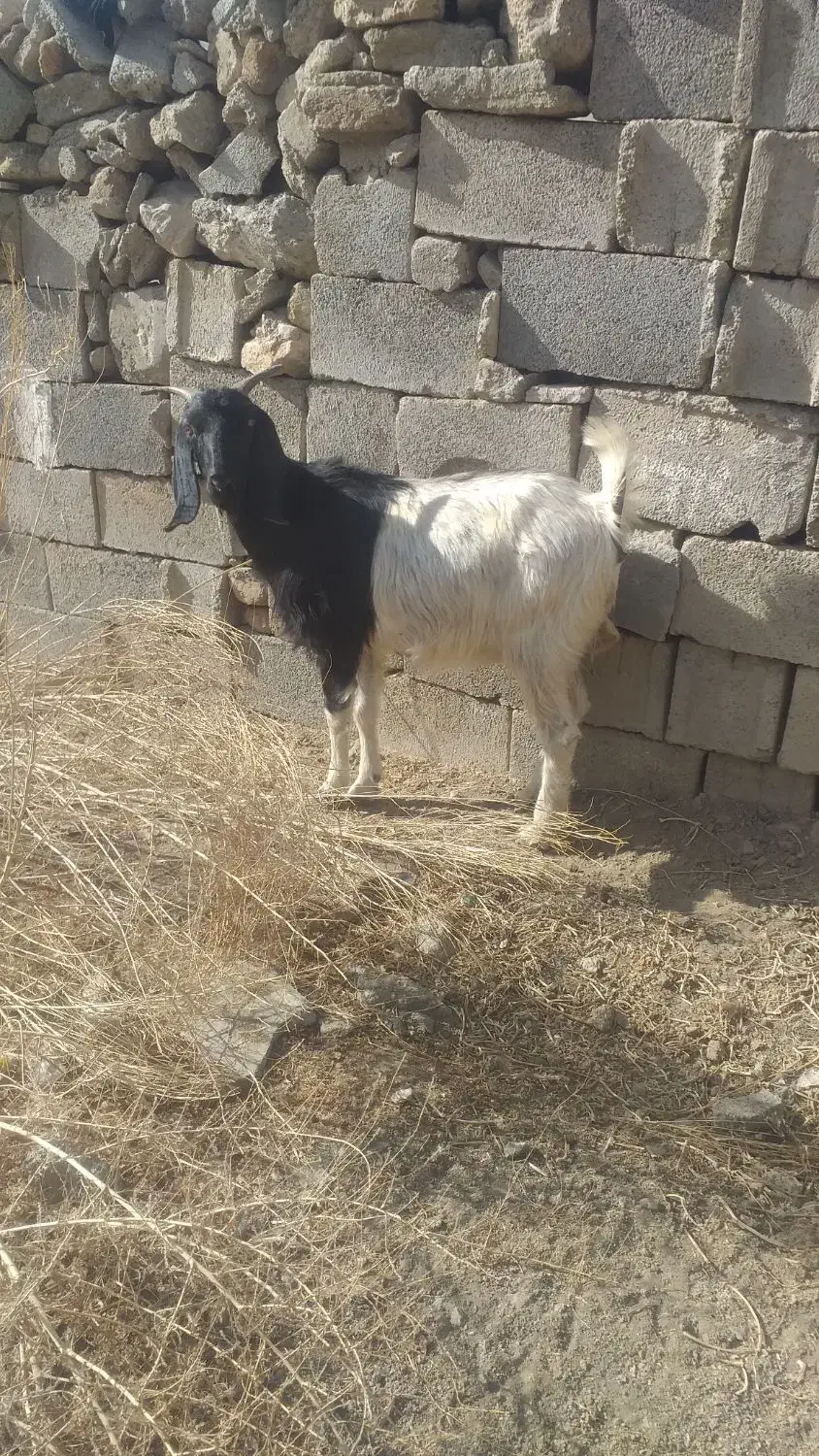 بز داشت|حیوانات مزرعه|دورود, |دیوار