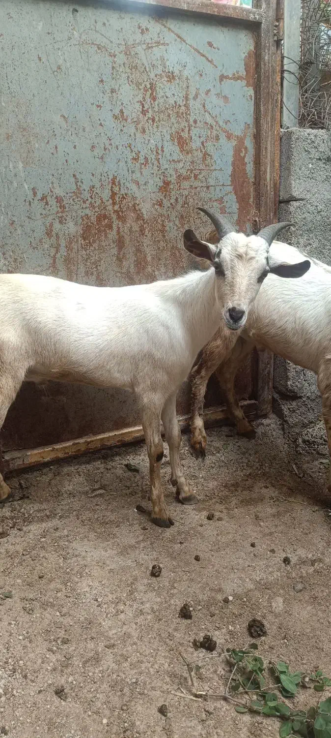 کهره نر|حیوانات مزرعه|بندرعباس, |دیوار