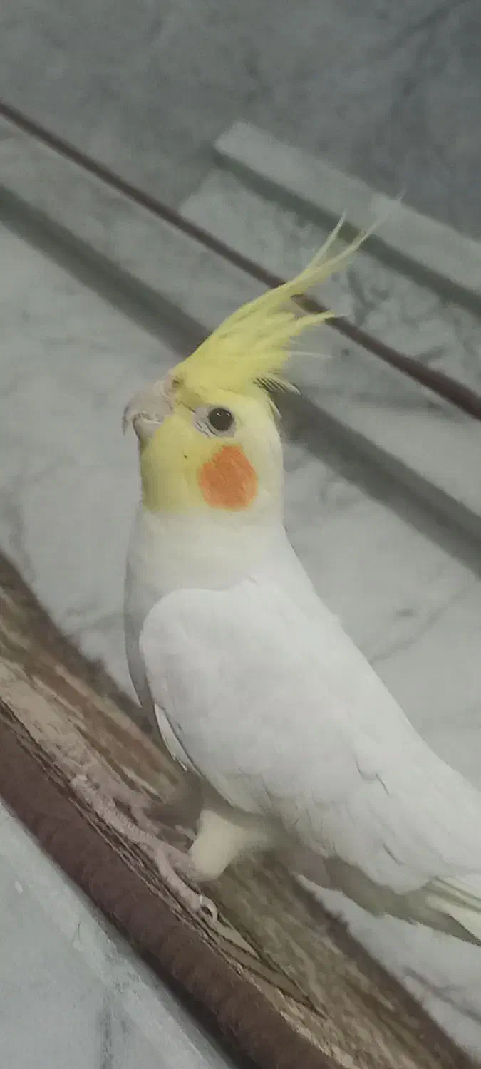 دو عروس هلندی دستی|پرنده|قدس, شهرقدس|دیوار