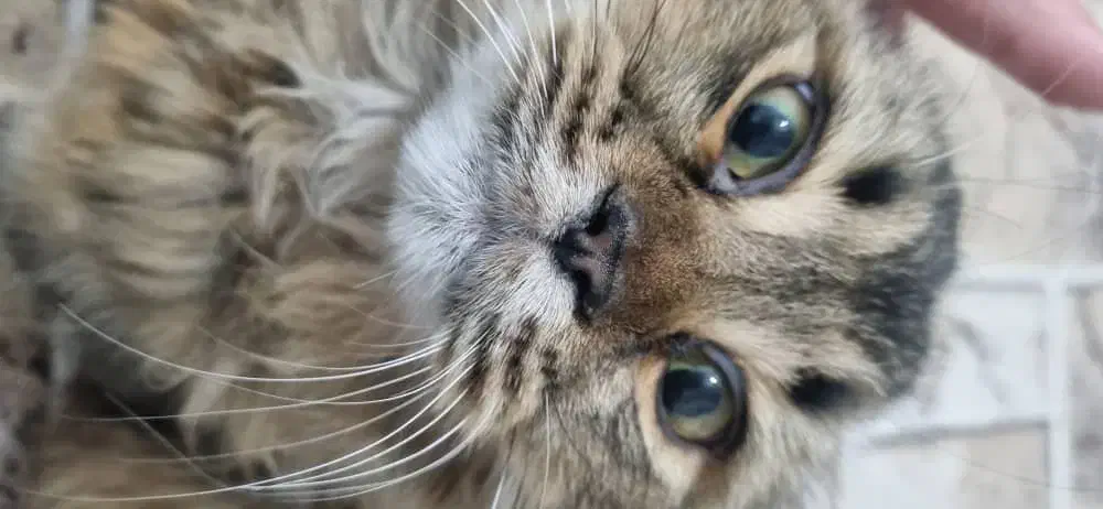 گربه بریتیش شناسنامه دار|گربه|سیرجان, |دیوار