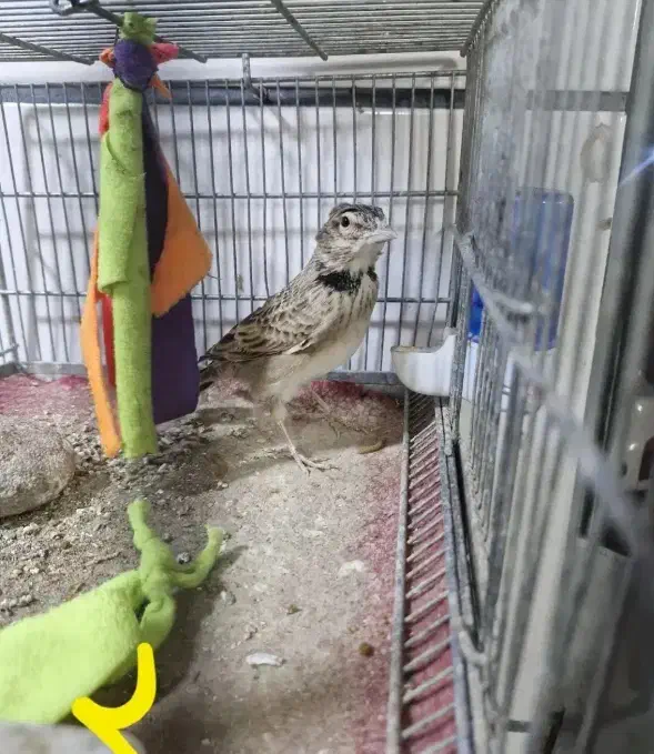 سهره خاکی|پرنده|روانسر, |دیوار