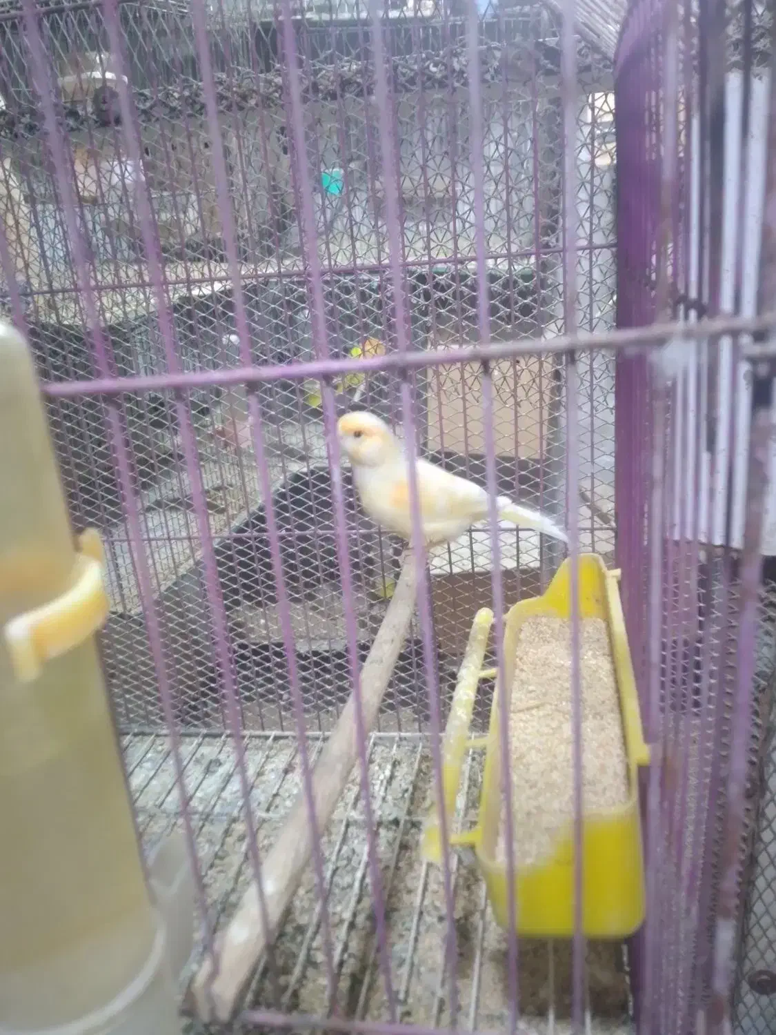 قناری|پرنده|بندرعباس, |دیوار