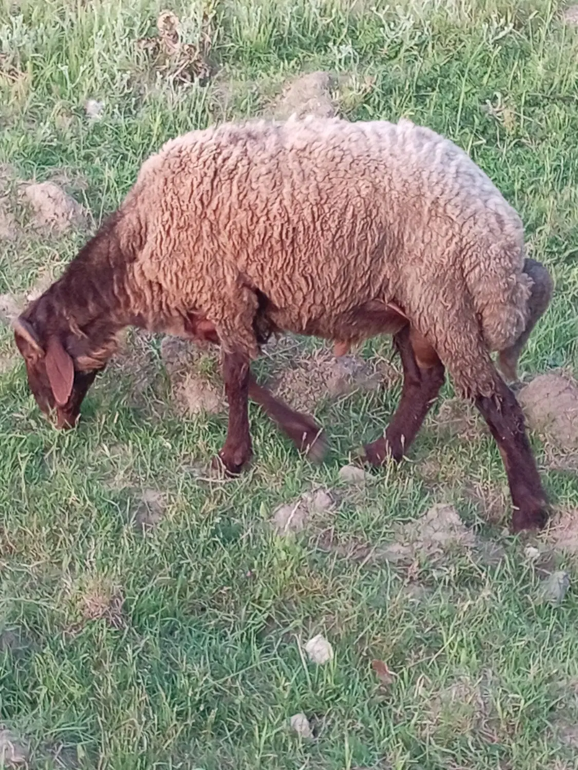 بره نره|حیوانات مزرعه|گرگان, |دیوار