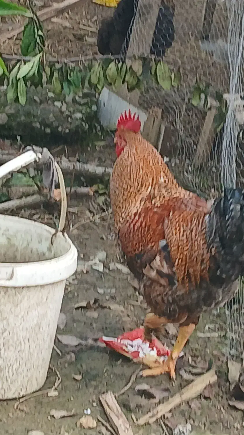 خروس مرغ لاری|حیوانات مزرعه|رشت, لاکان|دیوار